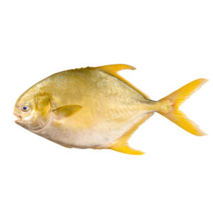 Pompano | IPG