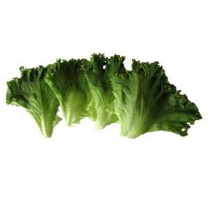 LETTUCE LEAF BTTR BRGR FLLT 2-5# RSS | Raw Item