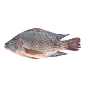 Costar Tilapia | Raw Item