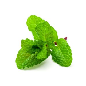 Mint Leaves | Styled